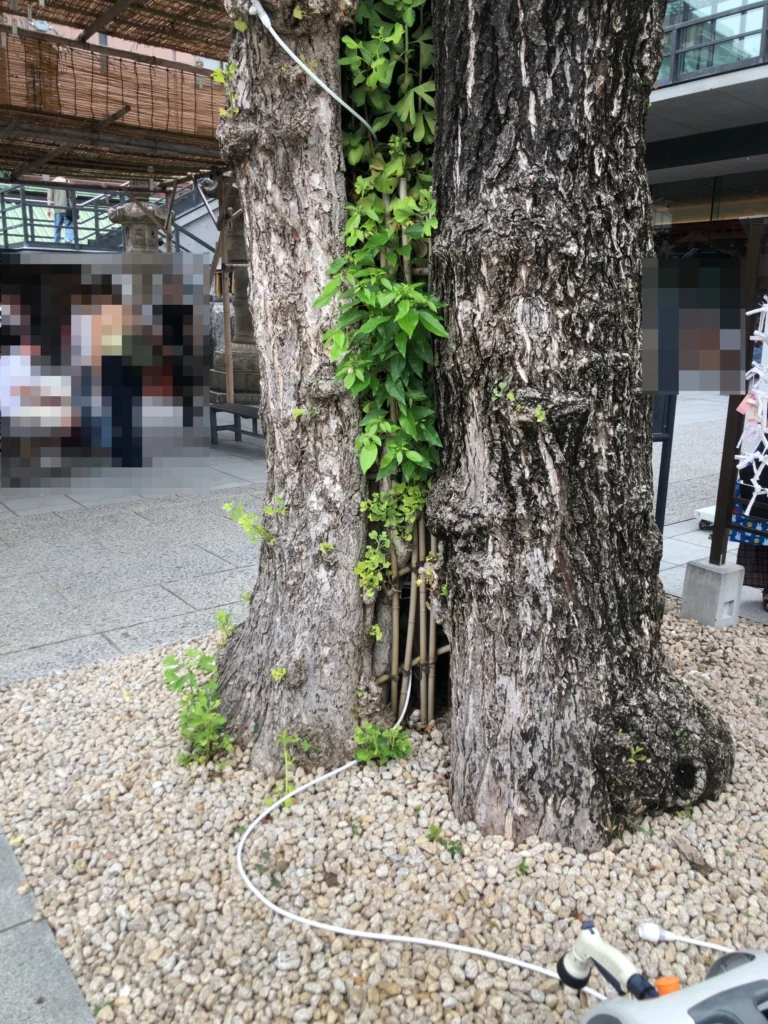 祠があった木